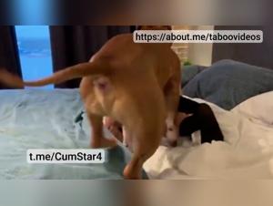 Delices Sauvages: Milly explores the limits with an indomitable dog