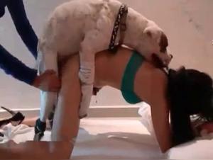 Dog Fucks Bitch in Doggy Style: Brutal and Hardcore Sex