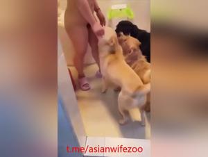délices bestiaux : gangbang canin asiatique