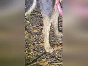 Wild canine orgasms