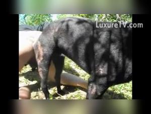 Explore the Extreme: Gay Dog Sex Unforgettable Videos