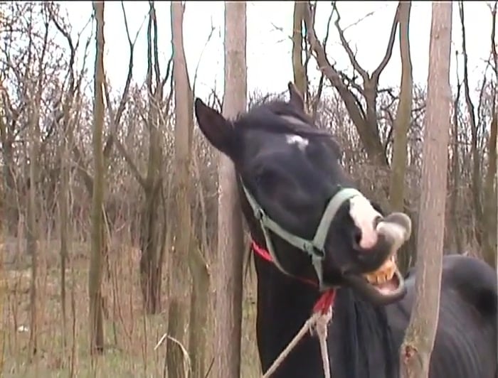 Chicas Desesperadas Defoncent Caballo: Sexo Bestial Sin Limites