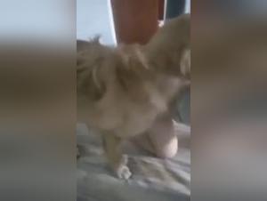 Canine Obsession: Incredible Bestial Delights