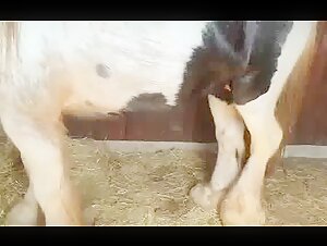 Excited Horse in the Stable