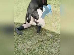 Orgia canina: gruesa milf y su labrador negro en un emblema desenfrenado