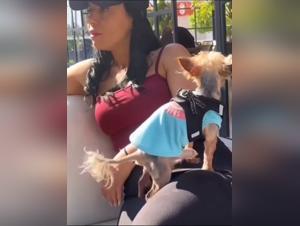 orgies canines : limites transgressees