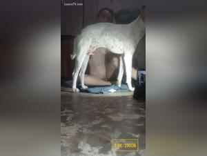 Dog Fucks Girl: Merciless Bestial Sodomy