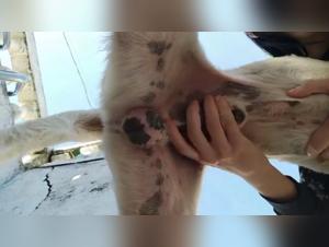 Bizzarre delizie: K9Girllzz e Moonliek9 hanno rivelato