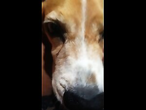 Puta se la chupa a mi perro: Mi perrita me cojo el cono