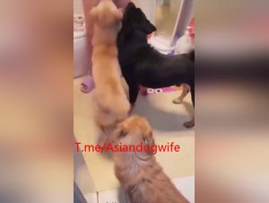 Asian canine-masochism
