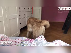 Russian Brutal Fuck - Dog Eats