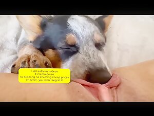 Morning Licking: Intimate Moment with Man's Best Friend