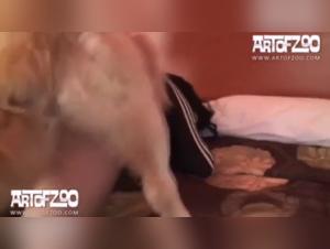 Pup-Play: Canine Delights with Mammalian Companions