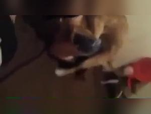 Explore forbidden pleasure: Friskys Good Fuck, the pinnacle of hardcore bestiality.