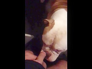 Dog and Man: An Exciting Sexual Encounter