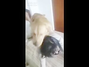 Exclusive video: Unprecedented beastly experience