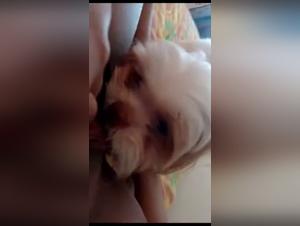 Wild Desire: Extreme Hardcore Dog Sex