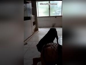 Démence Canine: Bestialité Orientale Brutal