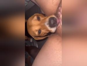 Chien sauvage défonce la femme impuissante