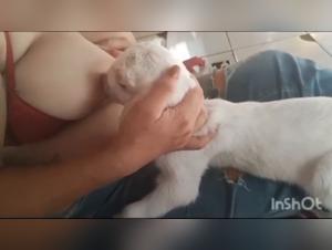 Milk canino: dominio e trasgressione