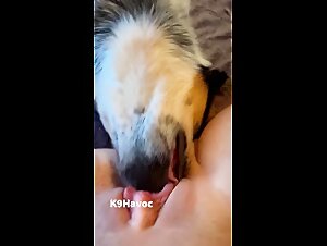 Mexzoo: el video tube mas divertido para los amantes del zoologico