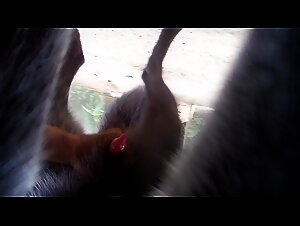 Loup soumis à une masturbation en plein air