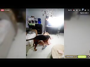 Ragazza colombiana sporca in uno spettacolo bestiale con il cane