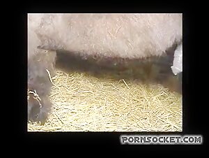 Horse and Human: An Intimate Encounter