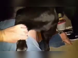 Défonce Sauvage: Chien contre Femme dans un Big Upload Impitoyable