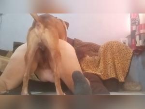 Canine addiction: Debauchery and submission without limits