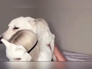 Countdown: Slut fucks her dog on webcam, Part 3 RAW