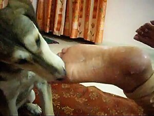 Slut sucks her dog after intense fuck with a beautiful bulldog