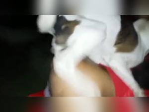 Crazy Transvestite Anal Bestial Invio