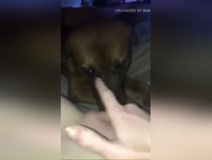 Doggy slobber on a naked chick