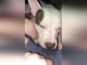 Brutal Zoophilia: A Girl Untangles With Her Dog