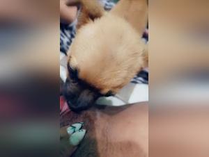 Hundedominanz: Der Hohepunkt des verbotenen Verlangens