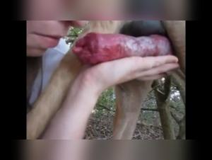 Spanish Bestial Delights: Canine Obsession