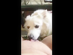 Eine Puma, die mit ihrem Hund zu allem bereit ist