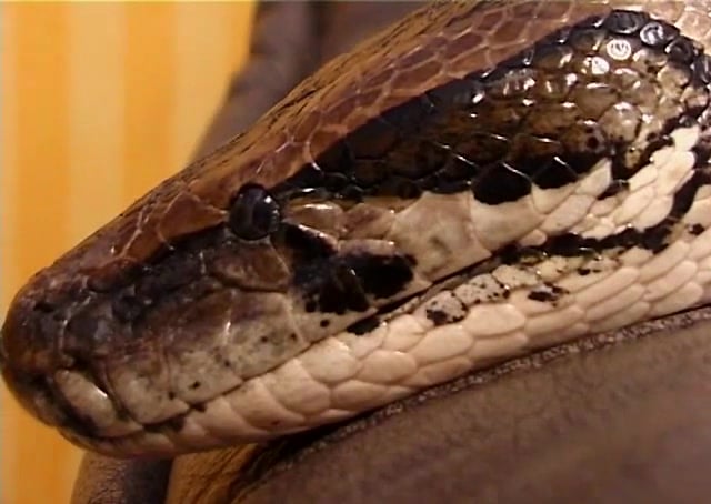 Exotic Python: Wild Ride