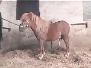 Cheval dominateur prend une jument en levrette avec préservatif