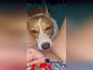 Dekadentes Lecken: Die Freude an einer Tierknechtschaft