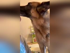 Hot kiss with a cow, irresistible preview