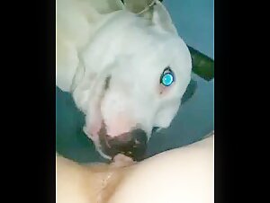 Woman and dog: a bestial and intense encounter