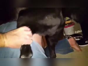 satisfacer sus impulsos animales