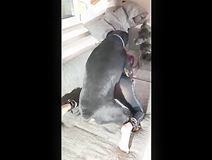Incontro veloce con un amico peloso