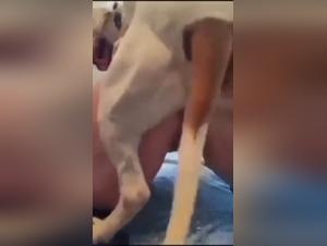 Amateur bitch gets dominated by her canine partner (part 4)