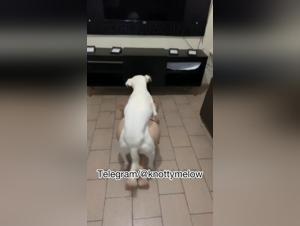 Dog Fucks Teen Milly in Zoophilia Home Mode