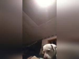 Extreme Bestialitat - Knoten und Vergnugen