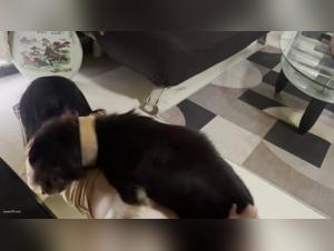 Canine pounding: Slut sodomized in part 4