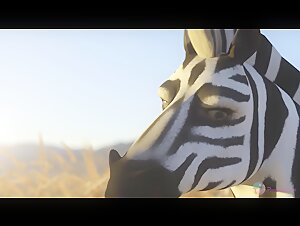Zèbre et lion dans une rencontre bestiale